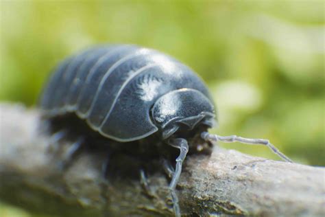 Pill Bug Images