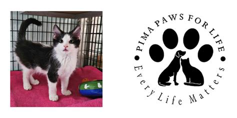 pima paws for life