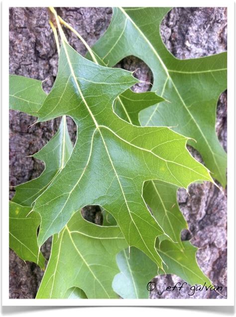 pin oak tree care