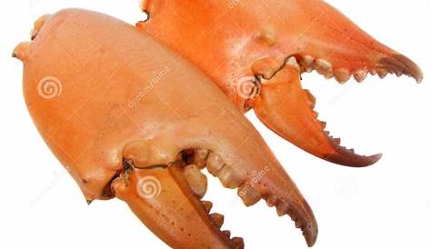 Pair of huge crabs pincers stock photo. Image of crab