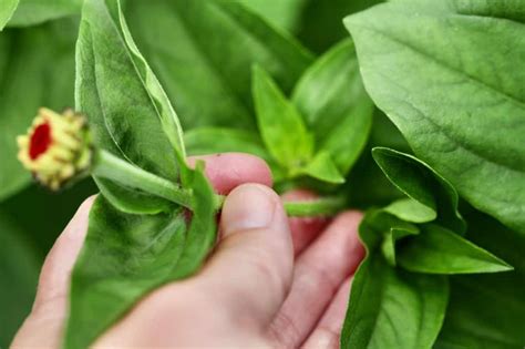 Pinching Technique Plants