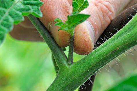 Pinching Tomato Plants: A Guide For Better Yield