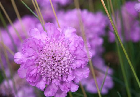 Pincushion Flower