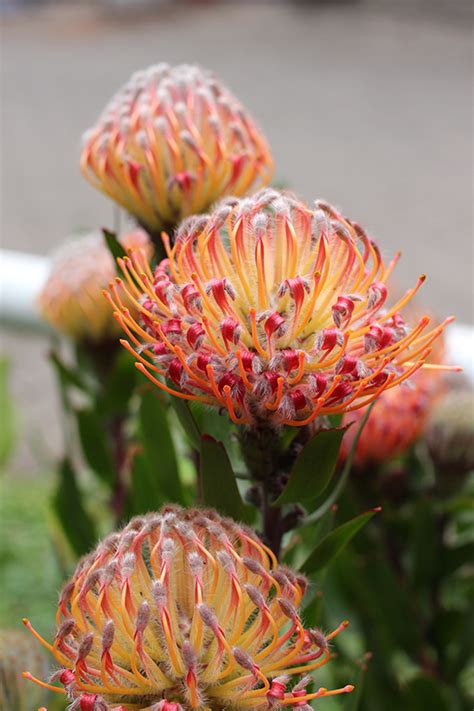 Pincushion Protea