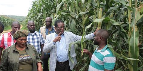pindula zimbabwe latest news on agriculture