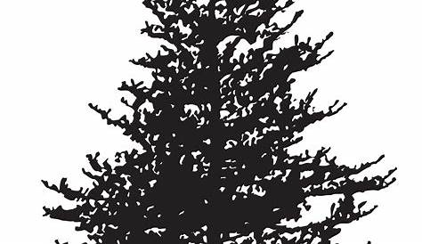Pine tree silhouette clipart 2 - Cliparting.com