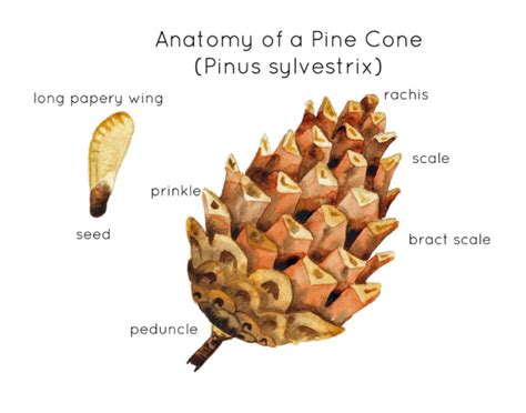 pine cone parts