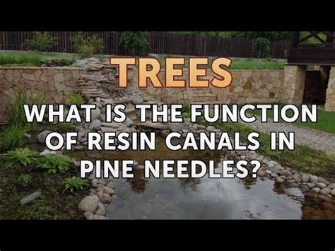 Pine Needles Function