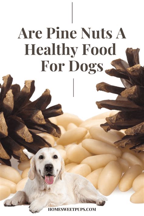 Pine Nuts Bad For Dogs