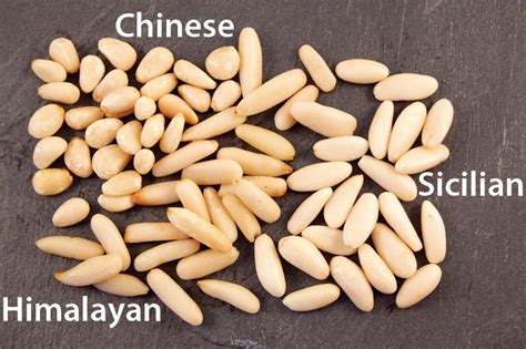 Pine Nuts Different Types