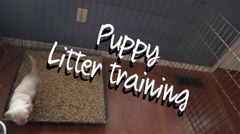 Pine Pellets For Dog Training