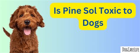 pine sol poisoning dogs