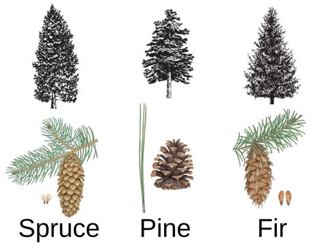 Pine Spruce And Fir Trees Are Example Of