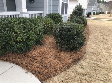 Pine Straw For Garden Beds