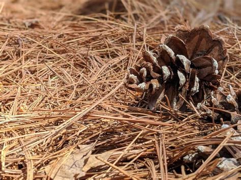 Pine Straw For Grass Seed