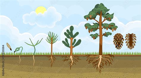 Pine Tree Growth Stages