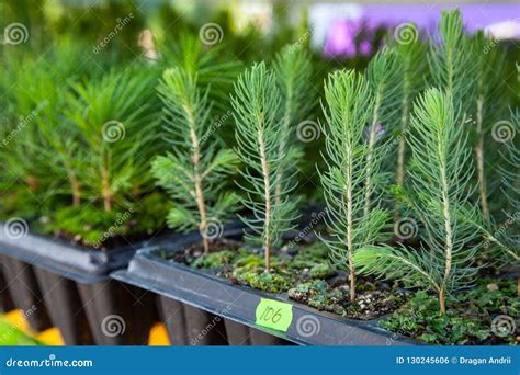pine tree saplings for sale near me