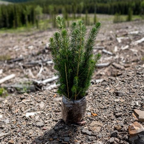 Pine Trees Grow From