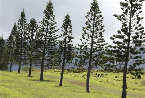 pine trees in hawaii