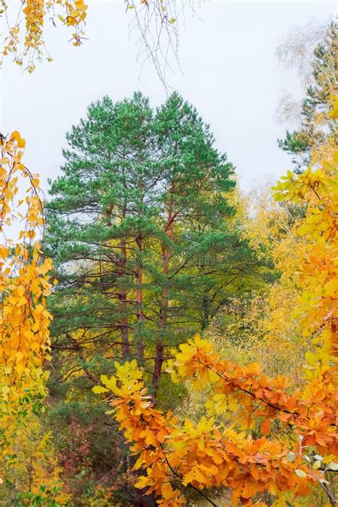Pine Trees That Are Deciduous Cody