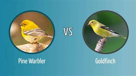 8 Things pine warbler vs goldfinch uncovering bird ID secrets