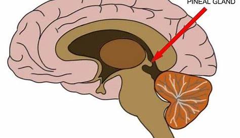 Pineal Gland Function Psychology (or Epiphysis) s And Anatomy