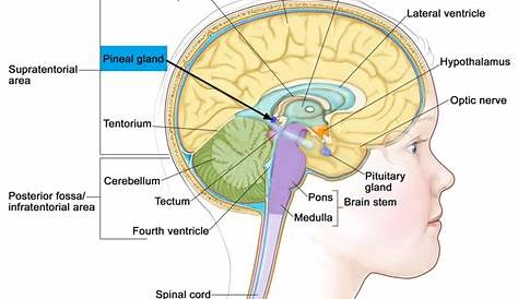 Pineal Gland Location And Function Trick To Learn PINEAL GLAND In Detail , Hormones