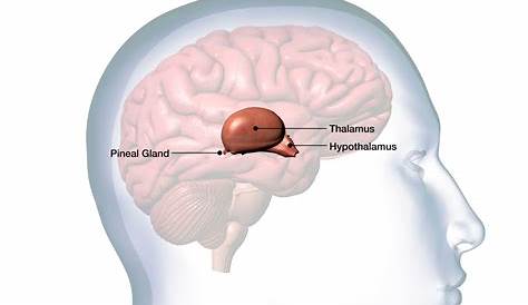 Pineal Gland Location The Function And Of The