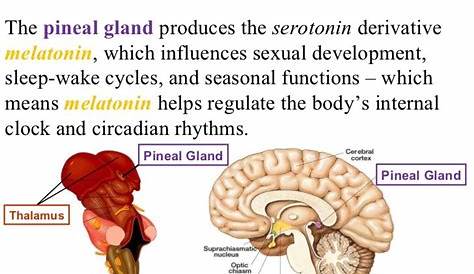 Pineal Gland Structure And Function Video/Image Link