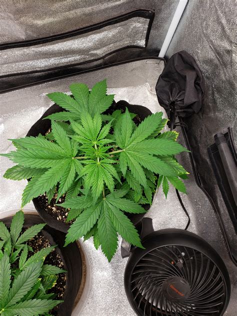 Pineapple Autoflower Grow Journal