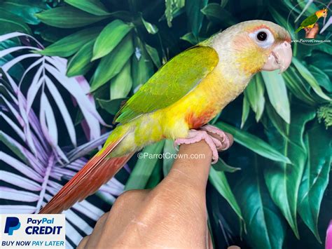Pineapple Conure Chicks Price