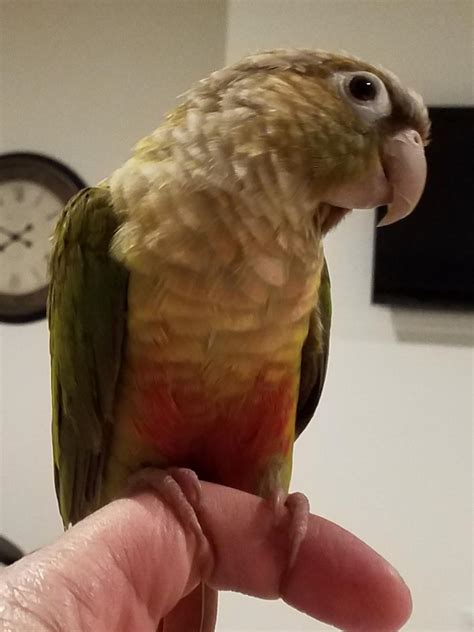 Pineapple Conure Cinnamon