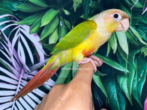 Pineapple Conure Cost