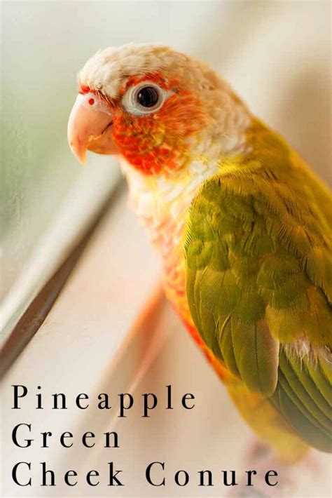 Pineapple Conure Names