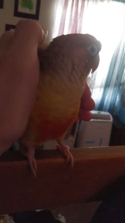 Pineapple Conure Noises