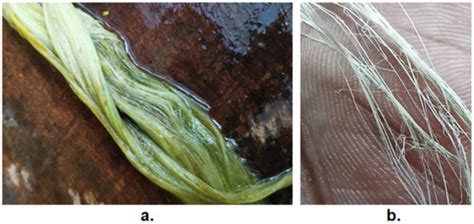 Pineapple Crown Leaf Extract