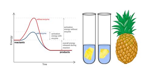 Pineapple Enzymes Name