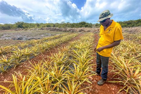 Pineapple Farm Bahamas