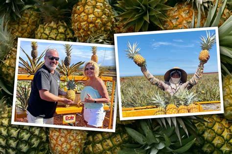 pineapple farm tours in oahu