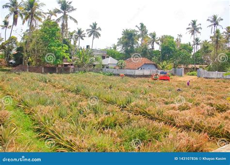Pineapple Farming Area In India