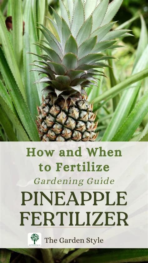 Pineapple Fertilizer Florida