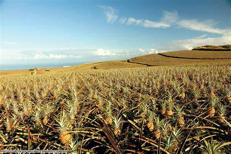pineapple field Maui
