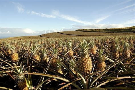 Pineapple Fields Maui