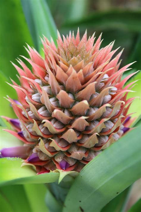 Pineapple Flower Images