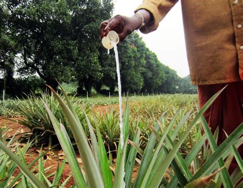 Pineapple Flowering Hormone
