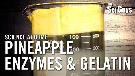 Pineapple Gelatin Lab