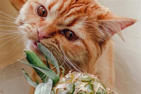 Pineapple Good For Cats