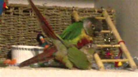 Pineapple Green Cheek Conure Mating Behavior