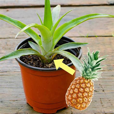 Pineapple Growing Indoors