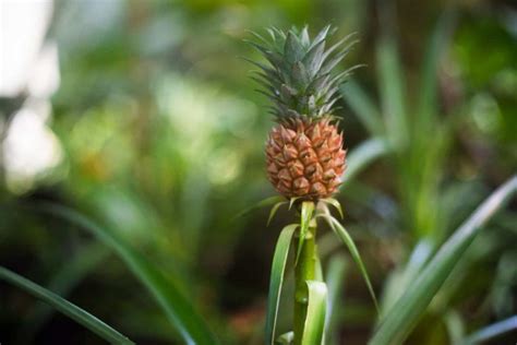Pineapple Growing Pictures